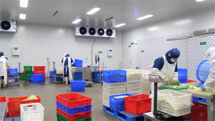 東營區(qū)‘凈菜工廠’投產(chǎn) 單日最大產(chǎn)能30噸穩(wěn)供應(yīng)